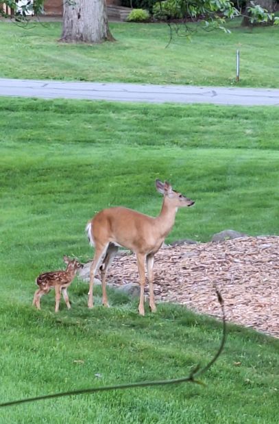 deer n babee 20.jpg